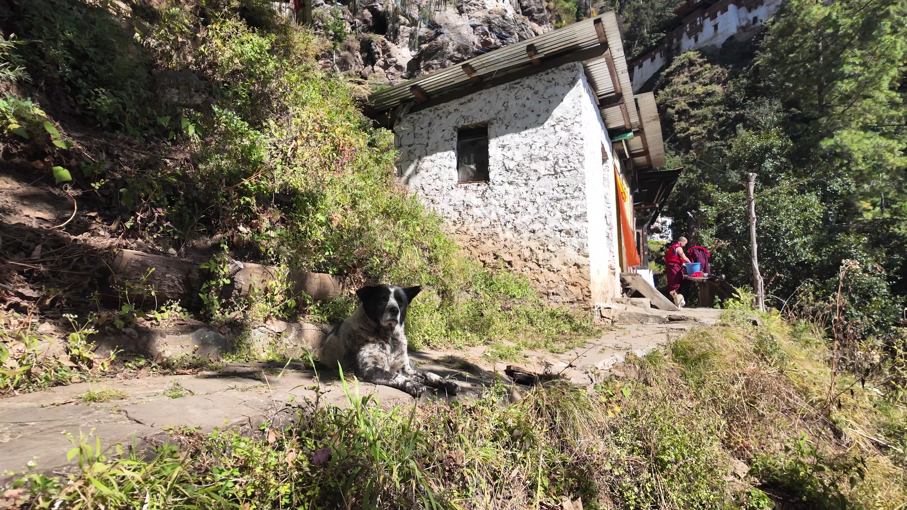 Bhutan Dog 1